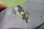 Брызговик задний правый (788104EA0A) для Nissan Qashqai (J11E) с 2013г (Кашкай)